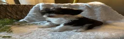 Mini Bernedoodle dogs for sale: Ivy - Ad 9