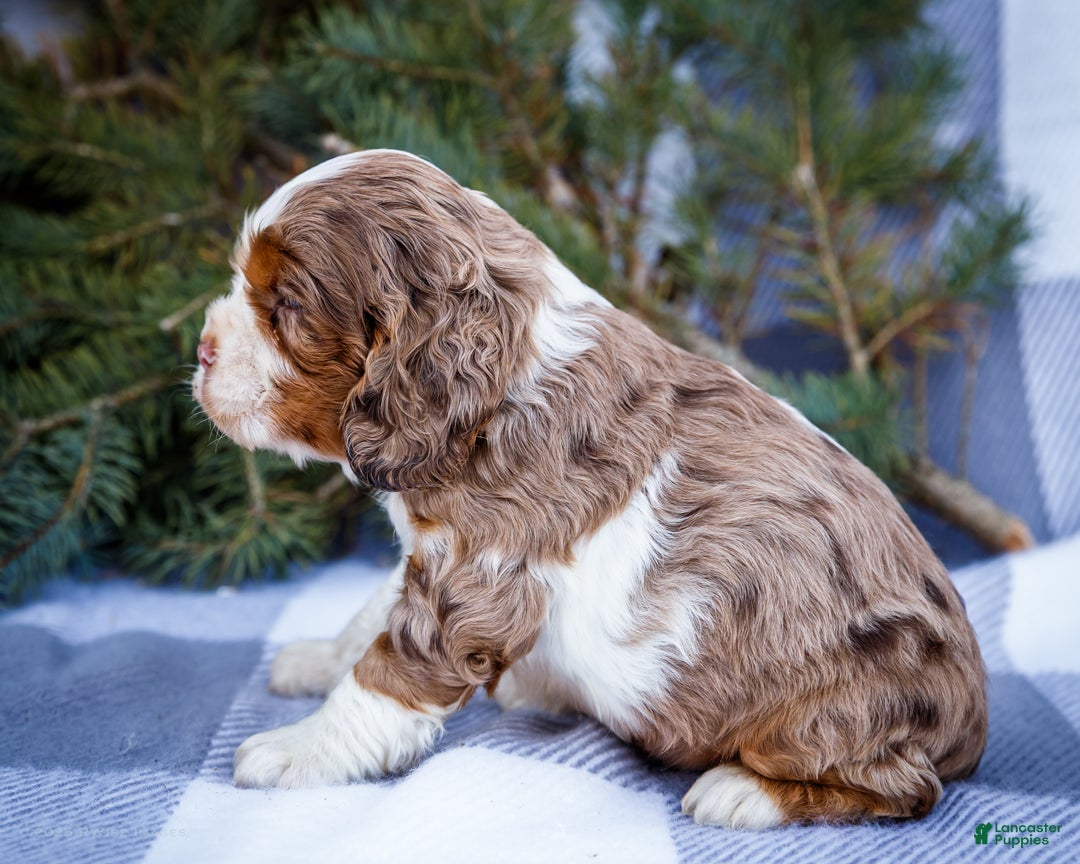 Cocker Spaniel dogs for sale: Pierre - Ad 9