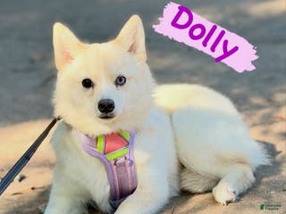 Mixed Breed dogs Dolly - Ad 18