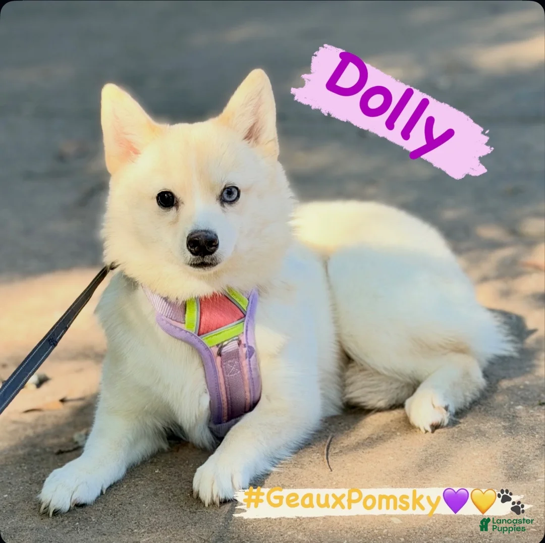 Mixed Breed dogs for sale: Dolly  - Ad 1