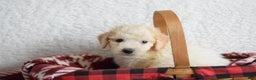 Goldendoodle dogs for sale: Goldendoodle Puppy 1 - Ad 14