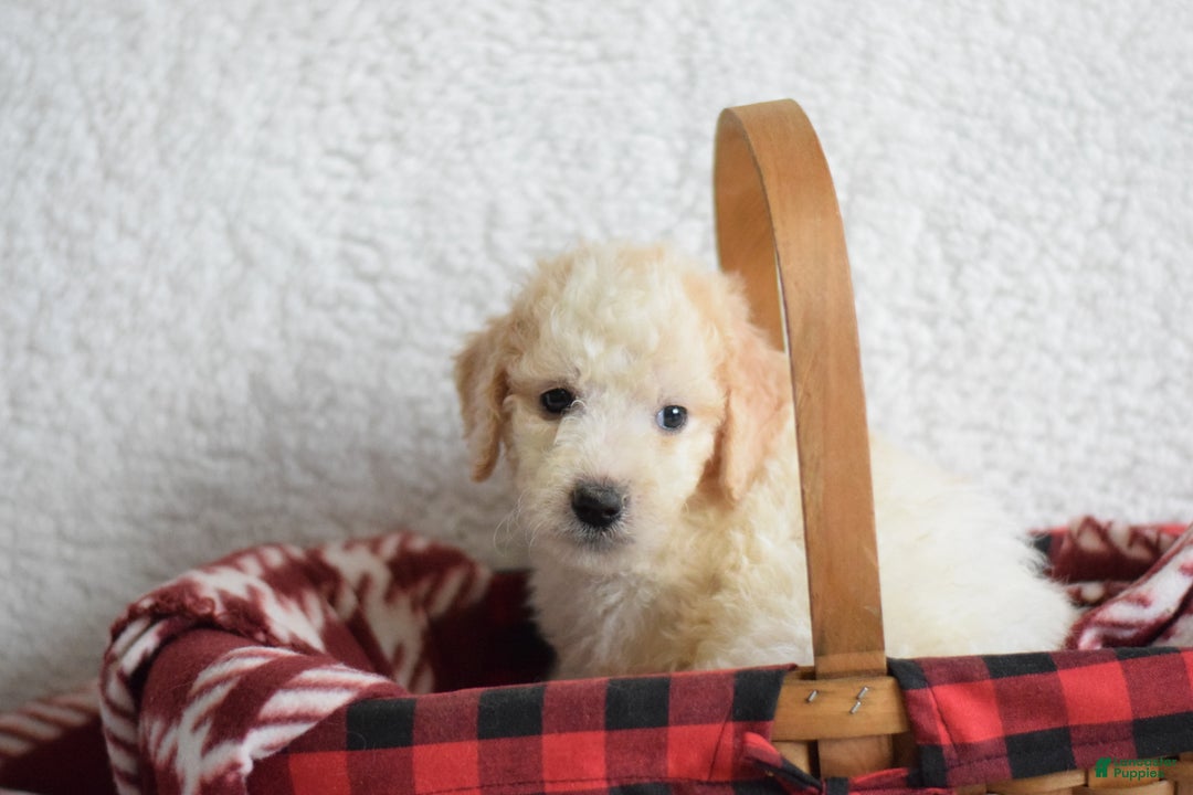 Goldendoodle dogs for sale: Goldendoodle Puppy 1 - Ad 14