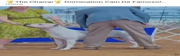 Dogo Argentino dogs for sale:  king - Ad 5