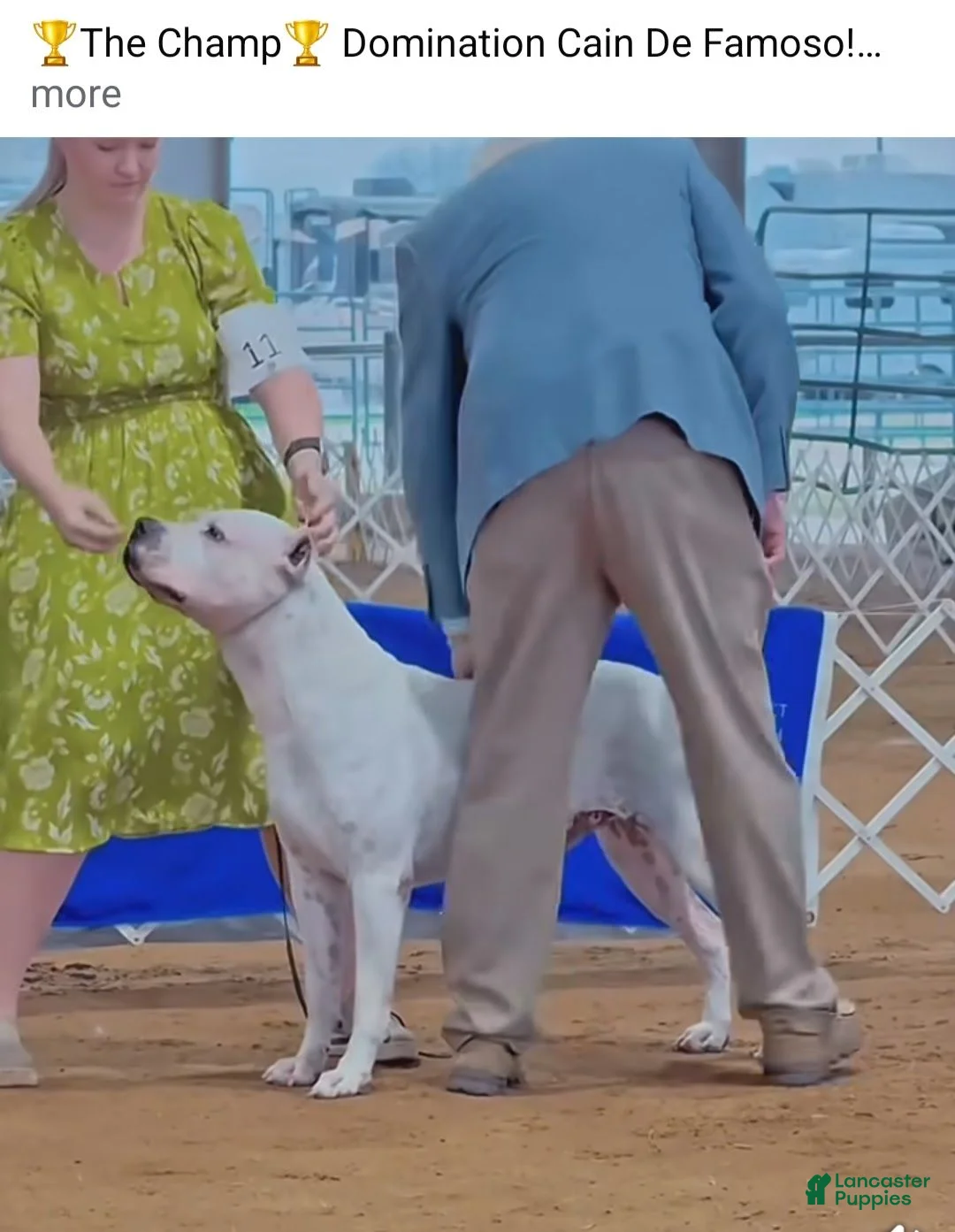 Dogo Argentino dogs for sale:  king - Ad 5