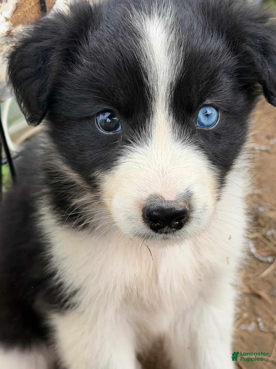 Australian Shepherd dogs for sale: Australian Shepherd Puppy 4 - Ad 1