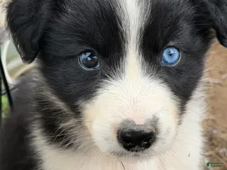 Australian Shepherd dogs for sale: Australian Shepherd Puppy 4 - Ad 4