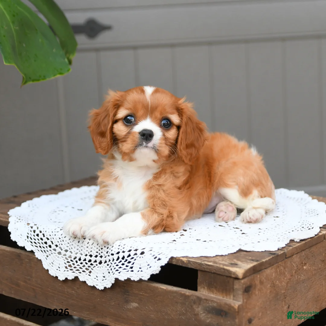 Cavalier King Charles Spaniel dogs for sale: Biscuit - Ad 2