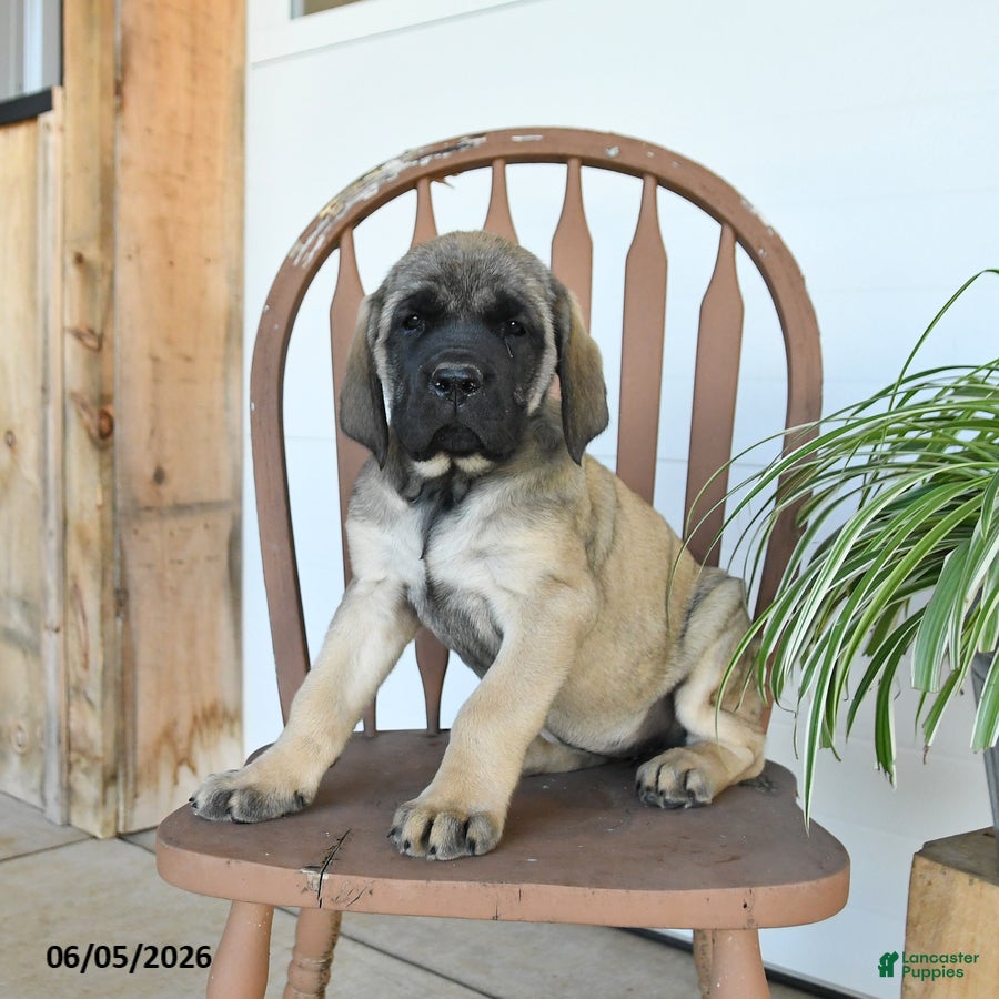 English Mastiff dogs Daisy - Ad 1
