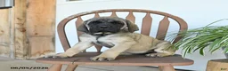 English Mastiff dogs for sale: Daisy - Ad 1