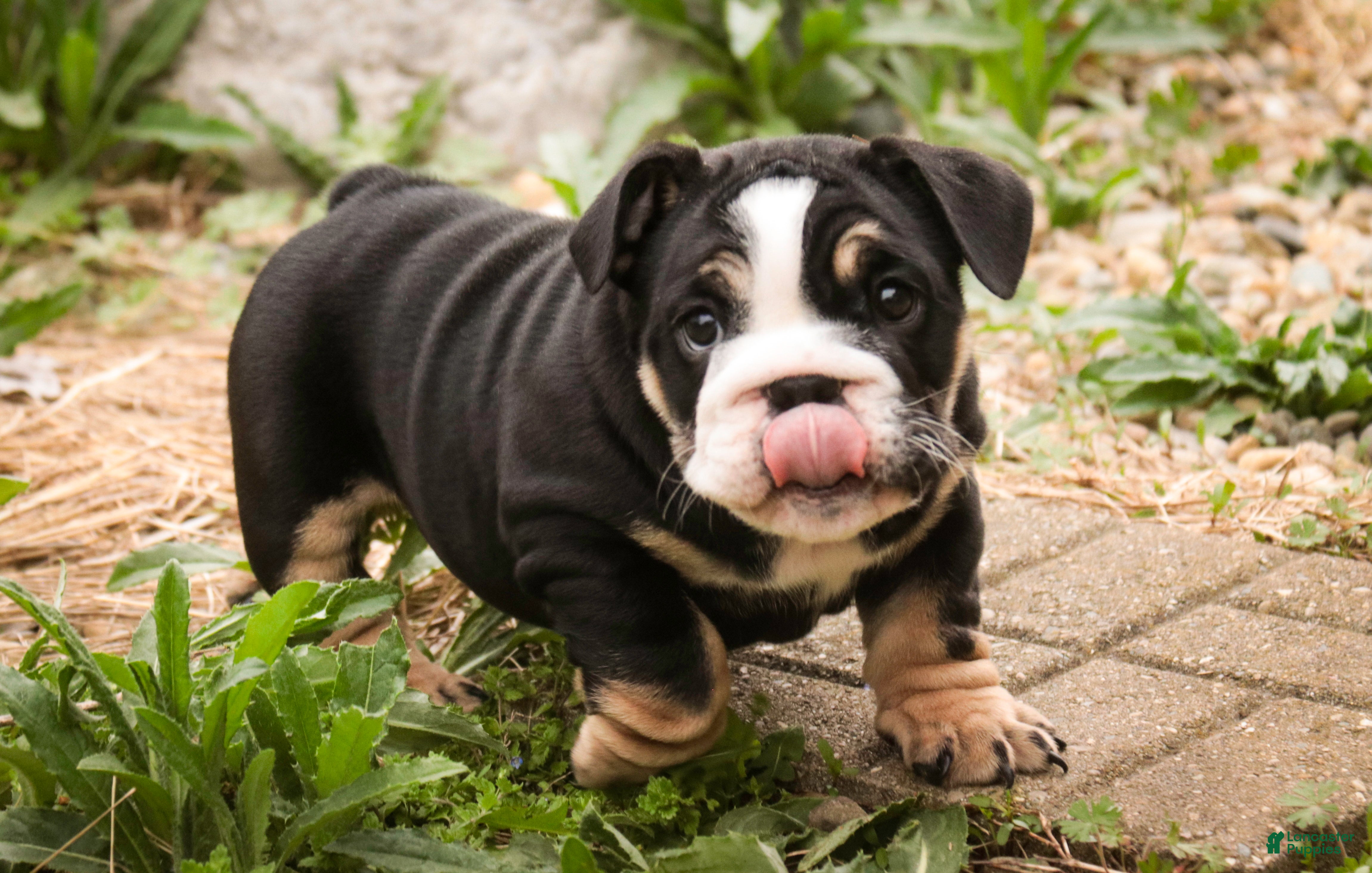 English Bulldog dogs Amelia - Ad 1