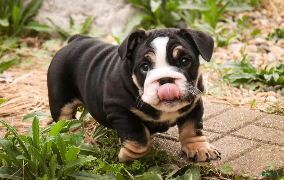 English Bulldog dogs for sale: Amelia - Ad 1