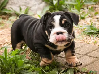 English Bulldog dogs for sale: Amelia - Ad 1