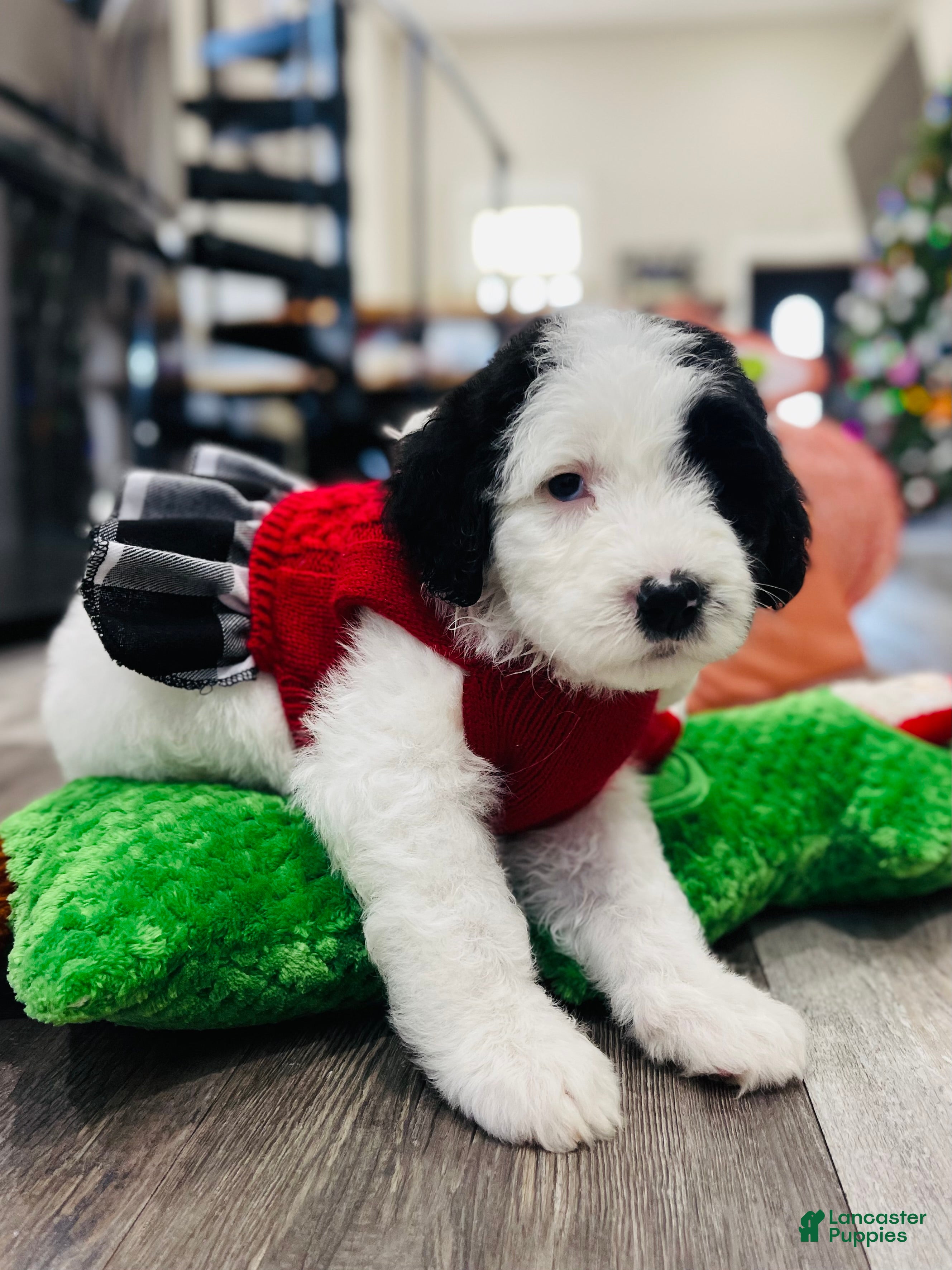 Sheepadoodle dogs Sheepadoodle Puppy 4 - Ad 14