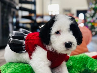 Sheepadoodle dogs Sheepadoodle Puppy 4 - Ad 14