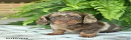 Miniature Dachshund dogs for sale: Quinn  - Ad 2