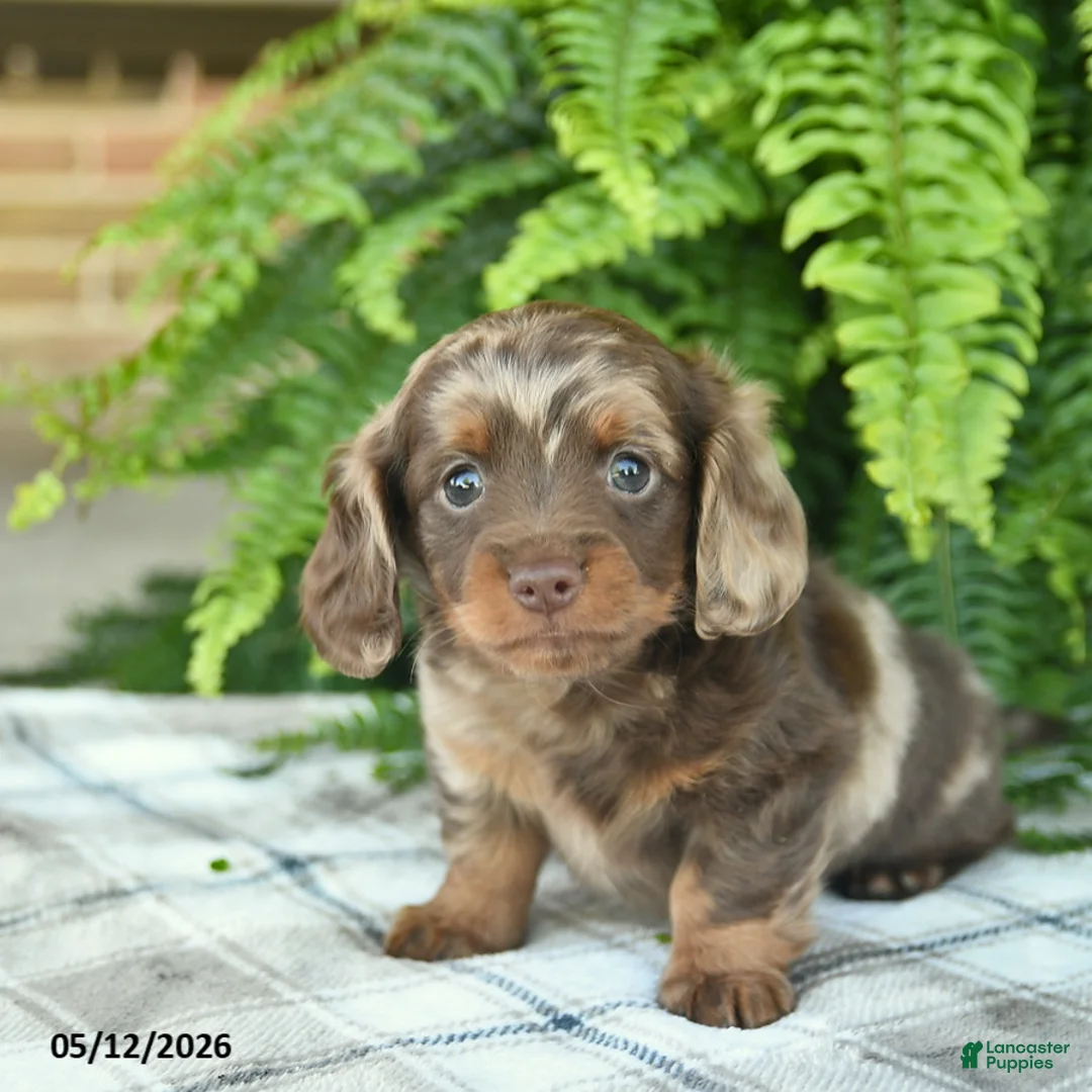 Miniature Dachshund dogs for sale: Quinn  - Ad 2