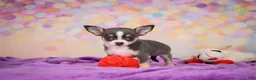 Chihuahua dogs for sale: Gina - Ad 3