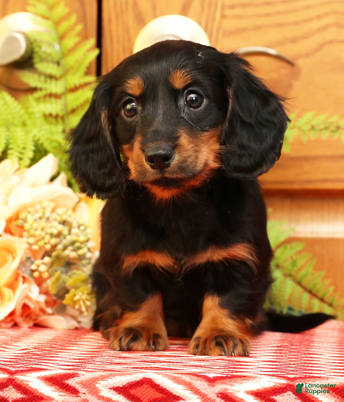 Miniature Dachshund dogs Darbie - Ad 25