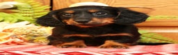 Miniature Dachshund dogs for sale: Darbie - Ad 1
