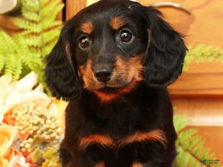Miniature Dachshund dogs Darbie - Ad 36