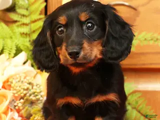 Miniature Dachshund dogs Darbie - Ad 35