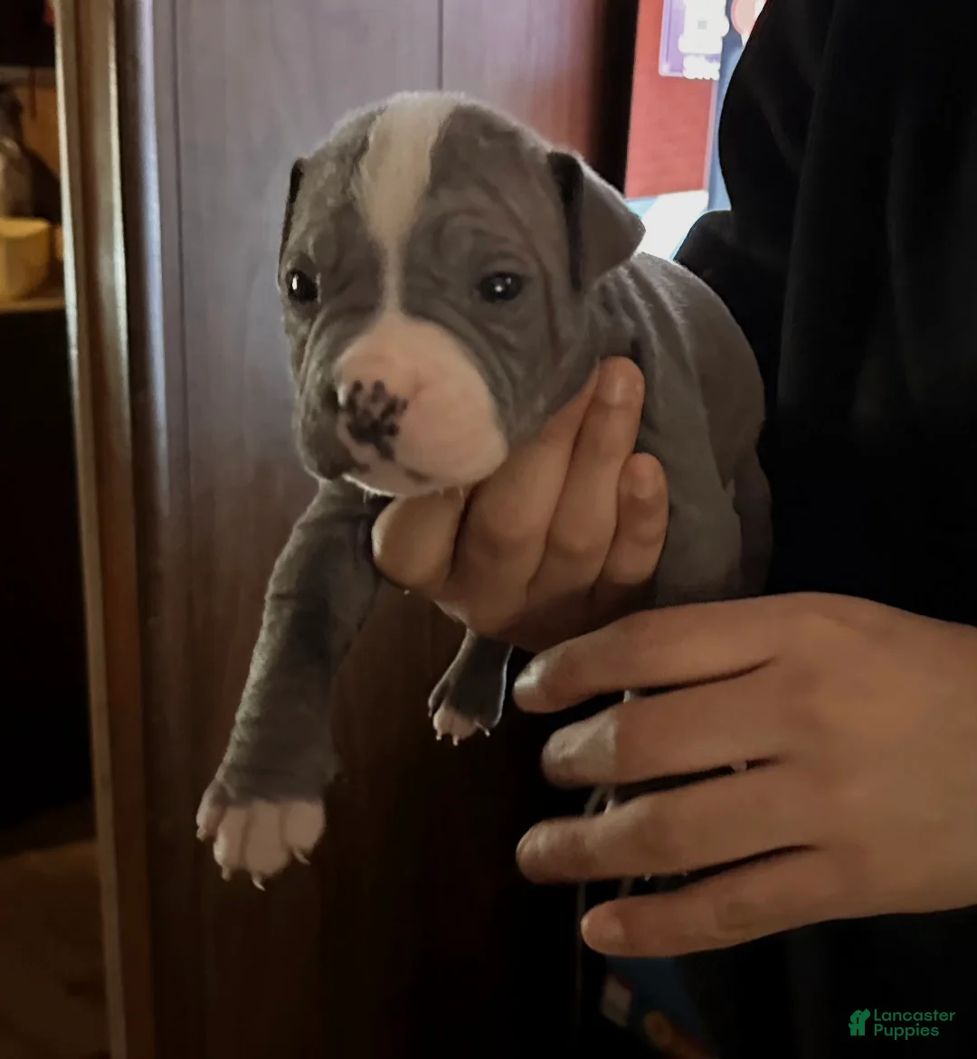 American Bully dogs for sale: JAY Z - Ad 3