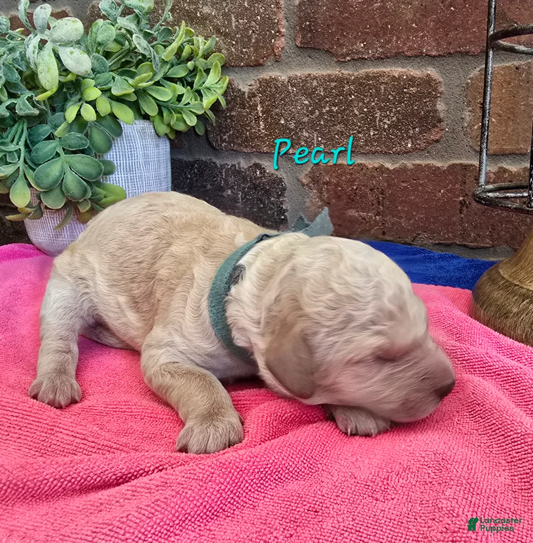 Goldendoodle dogs for sale: Mini Goldendoodle 5 - Ad 2