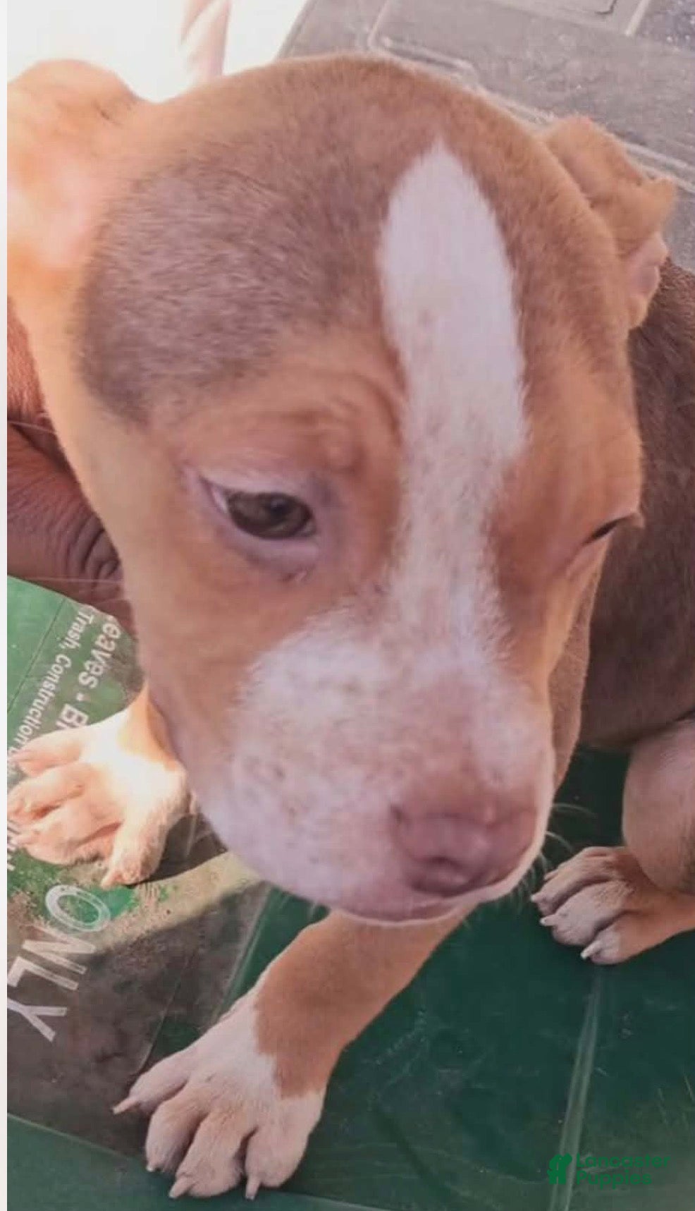 American Pit Bull Terrier dogs American Pit Bull Terrier Puppy 10 - Ad 12