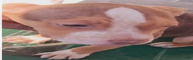 American Pit Bull Terrier Puppy 10