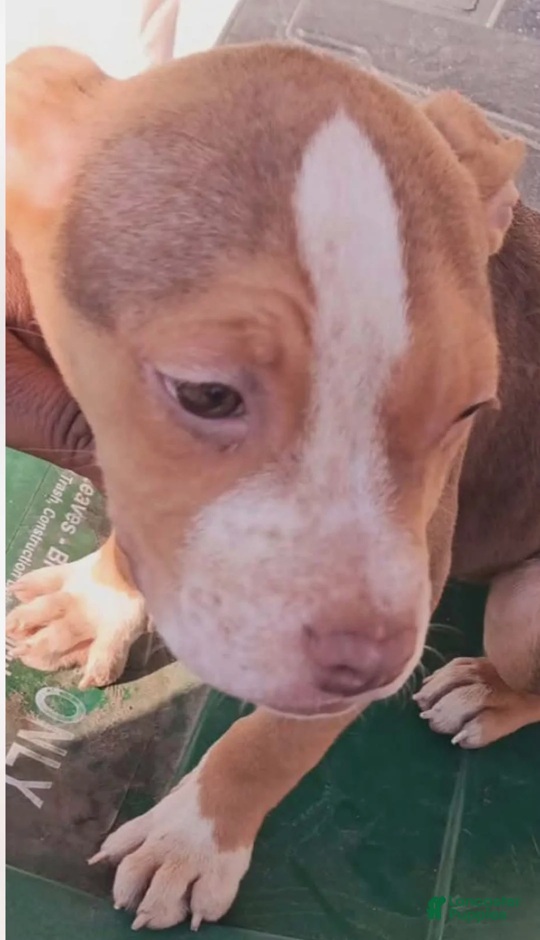 American Pit Bull Terrier dogs for sale: American Pit Bull Terrier Puppy 10 - Ad 1