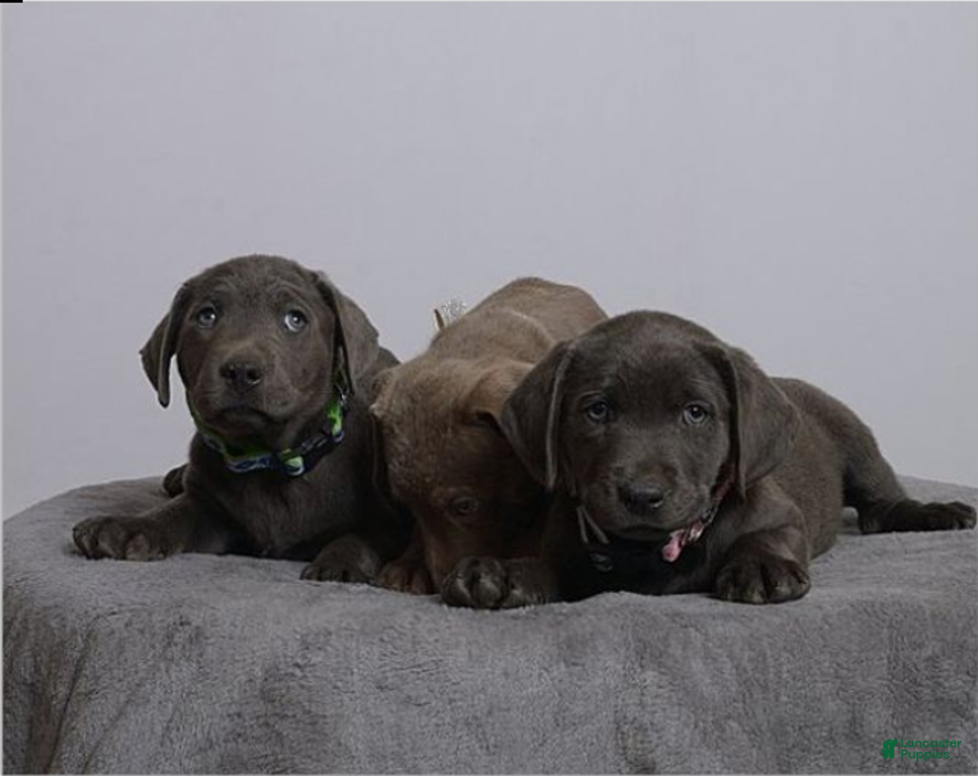 Labrador Retriever dogs for sale: Labrador Retriever Puppy 5 - Ad 29