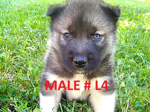 Siberian Husky dogs for sale: Siberian Husky male #4 - Ad 1