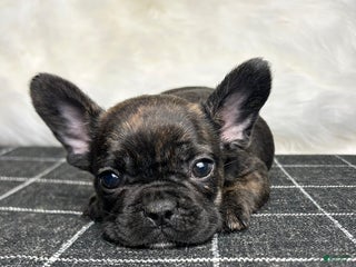 French Bulldog dogs - Ad 26