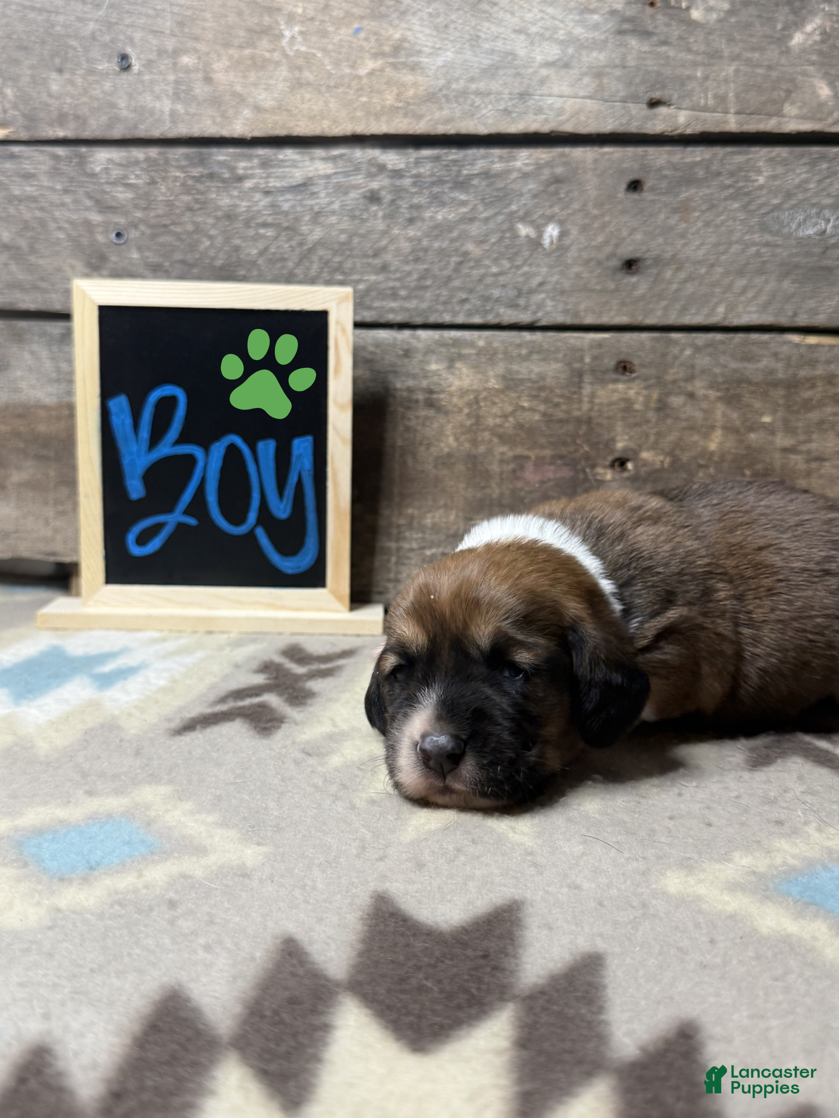 Mixed Breed dogs for sale: Mixed Breed Puppy 2 - Ad 3