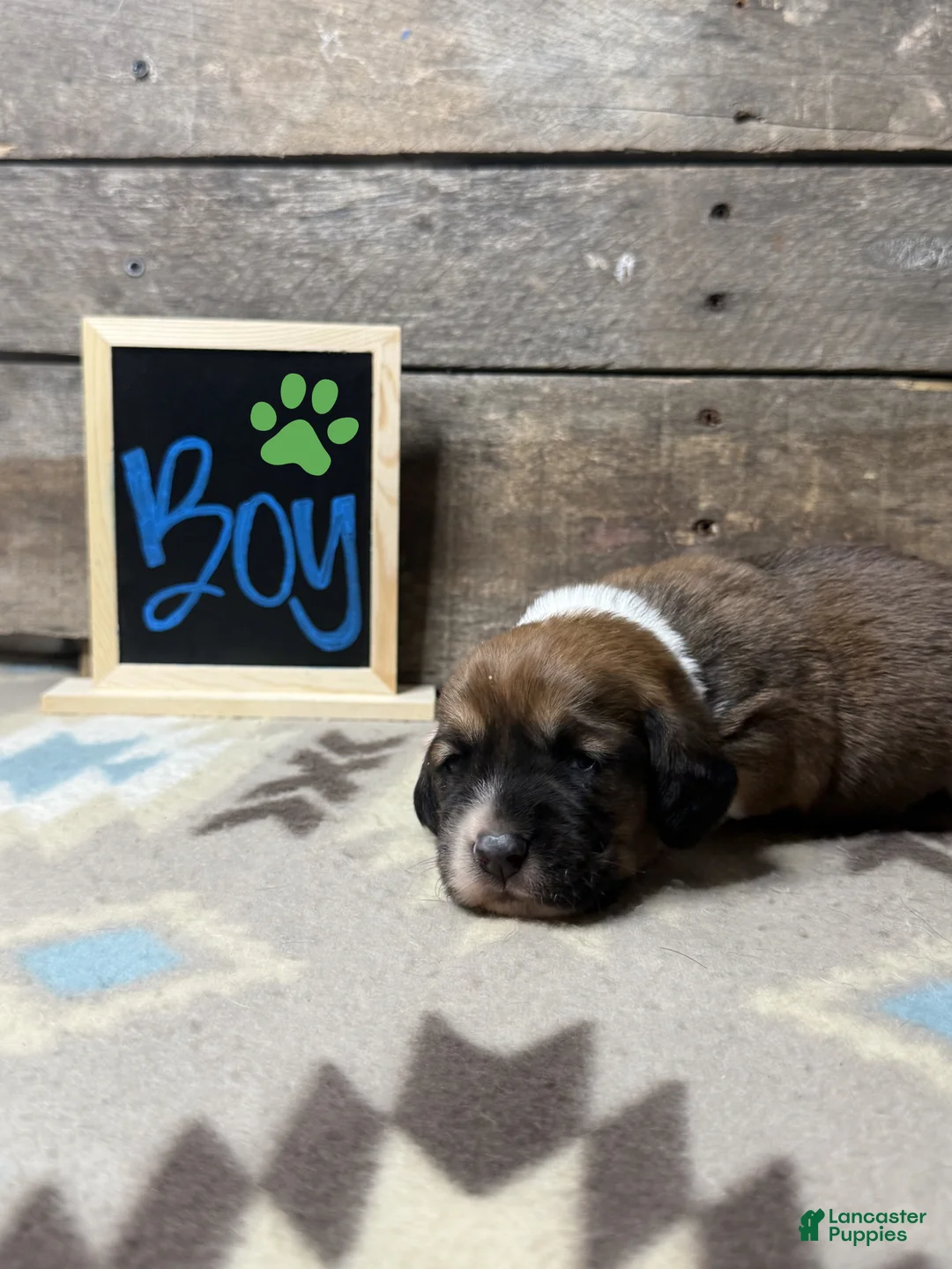 Mixed Breed dogs for sale: Mixed Breed Puppy 2 - Ad 1