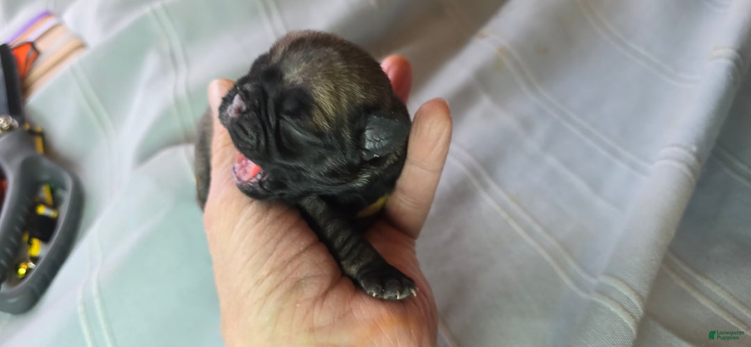 Pug dogs for sale: Jeannie - Ad 10
