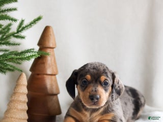 Miniature Dachshund dogs Harper - Ad 2