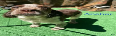 Anchor