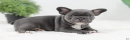 French Bulldog dogs for sale: Grace - Ad 1