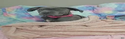 Mixed Breed dogs for sale: Nova - Ad 4