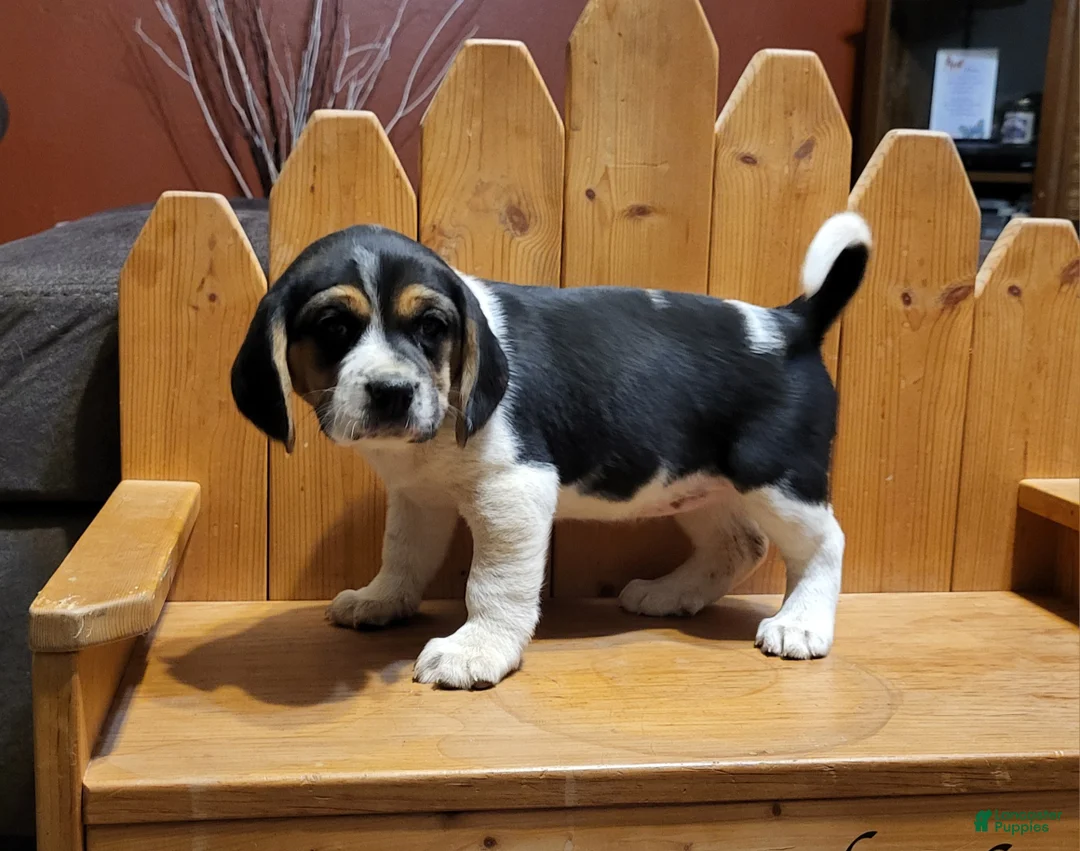 Puggle dogs for sale: Sophie - Ad 3