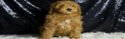 Mini Goldendoodle dogs for sale: Chappy - Ad 8