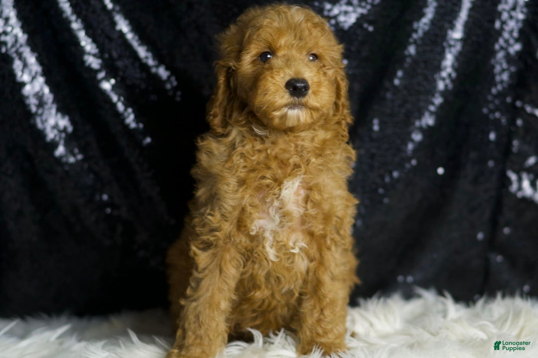 Mini Goldendoodle dogs for sale: Chappy - Ad 8