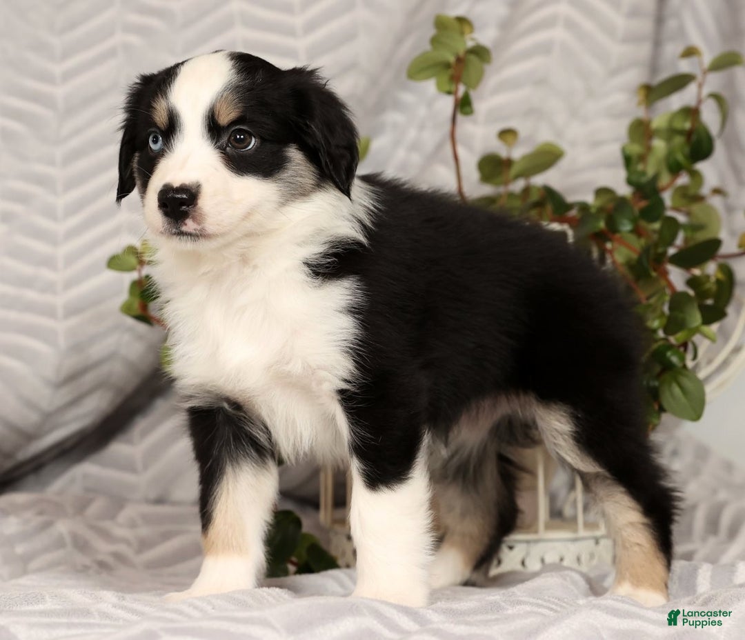 Miniature Australian Shepherd dogs for sale: Jenny - Ad 9