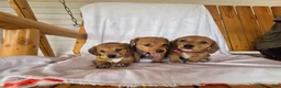 Miniature Dachshund dogs for sale: Peanut - Ad 3