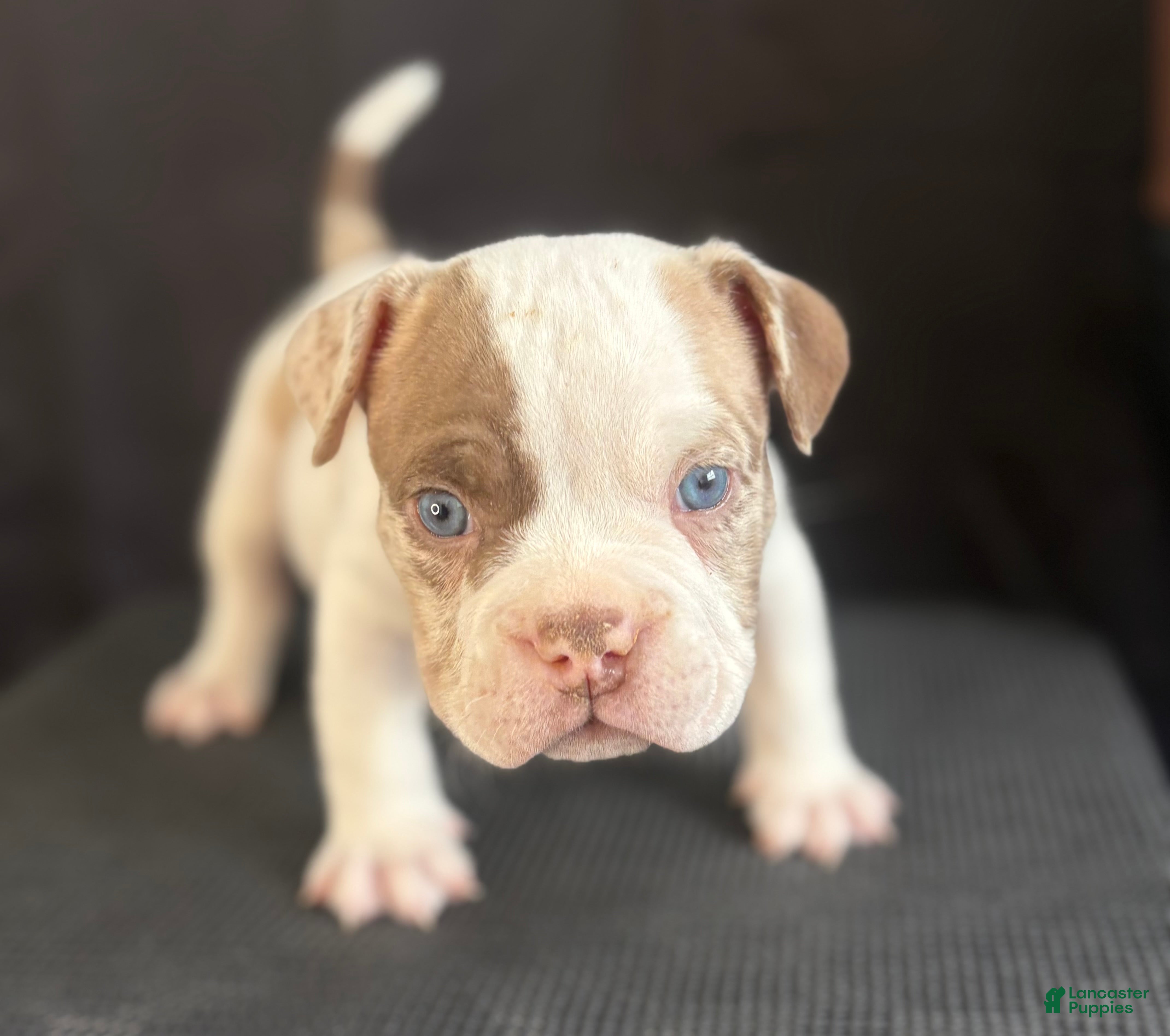 American Bully dogs American Bully 2 - Ad 1