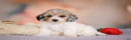 Maltipoo dogs for sale: Mabel - Ad 9