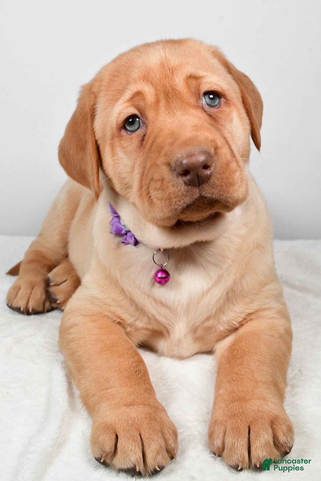 Labrador Retriever dogs for sale: Nora - Ad 4