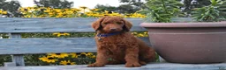 Standard Poodle dogs for sale: Cooper moyen - Ad 1
