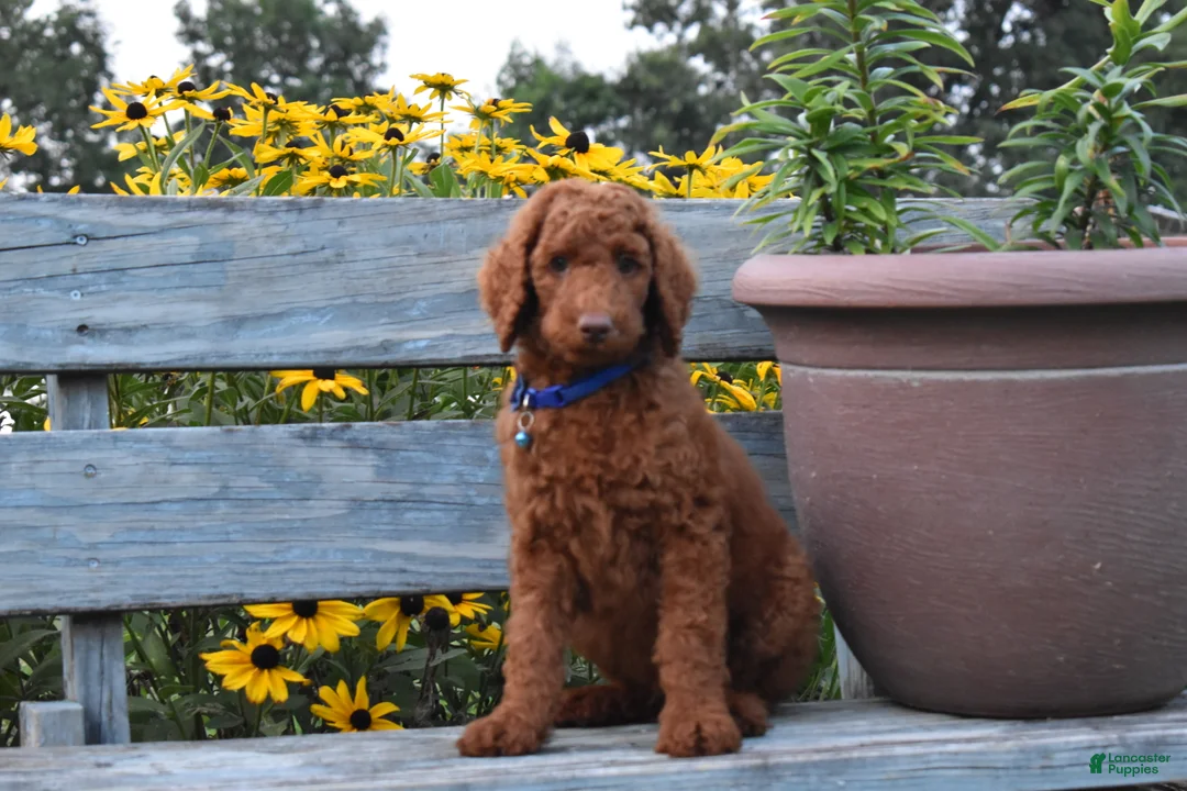 Standard Poodle dogs for sale: Cooper moyen - Ad 1